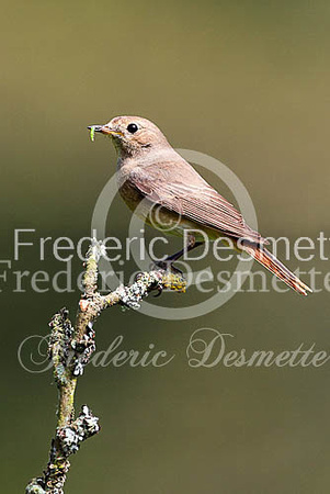 Redstart 18 (Phoenicurus phoenicurus)