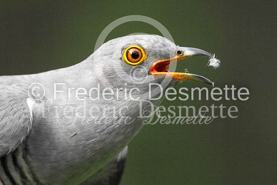 Cuckoo (Cuculus canorus)-19