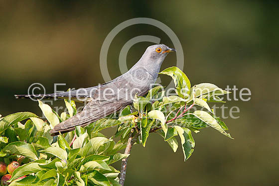Cuckoo (Cuculus canorus)-23