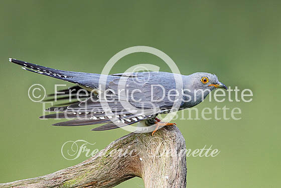 Cuckoo (Cuculus canorus)-26