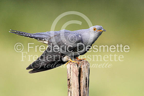 Cuckoo (Cuculus canorus)-41