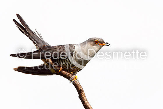 Cuckoo (Cuculus canorus)-63