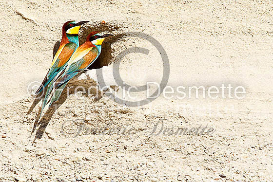 Bee-eater 34 (Merops apiaster)