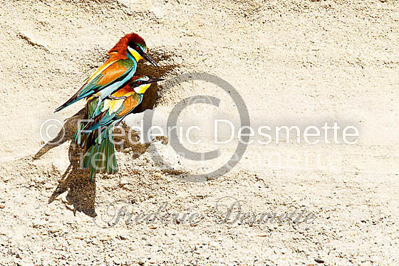 Bee-eater 33 (Merops apiaster)