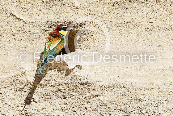 Bee-eater 14 (Merops apiaster)