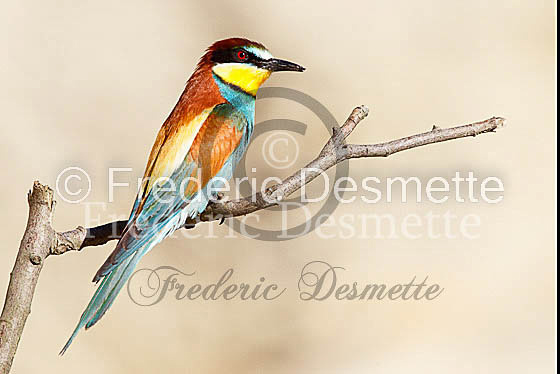 Bee-eater 19 (Merops apiaster)