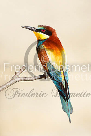 Bee-eater 20 (Merops apiaster)