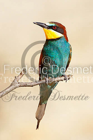 Bee-eater 22 (Merops apiaster)