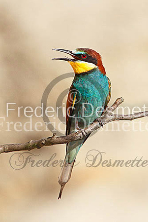 Bee-eater 23 (Merops apiaster)