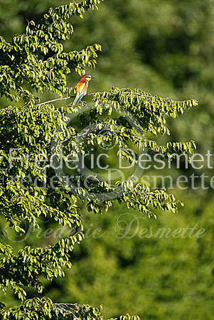 Bee-eater 18 (Merops apiaster)