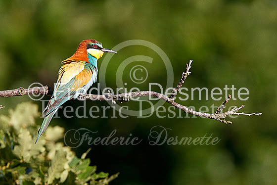 Bee-eater 16 (Merops apiaster)