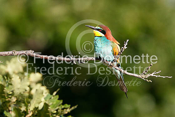 Bee-eater 17 (Merops apiaster)