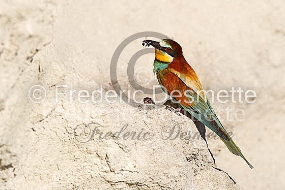Bee-eater 30 (Merops apiaster)