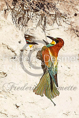 Bee-eater 37 (Merops apiaster)