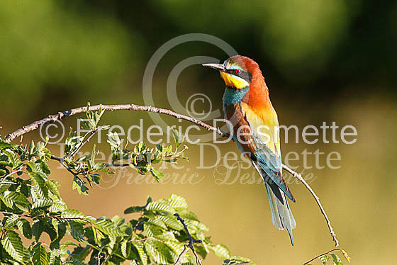 Bee-eater 28 (Merops apiaster)