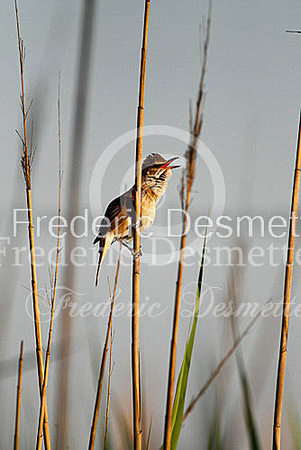Great reed warbler 2 (Acrocephalus arundinaceus)