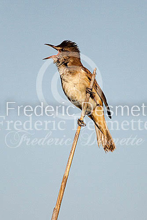 Great reed warbler 5 (Acrocephalus arundinaceus)