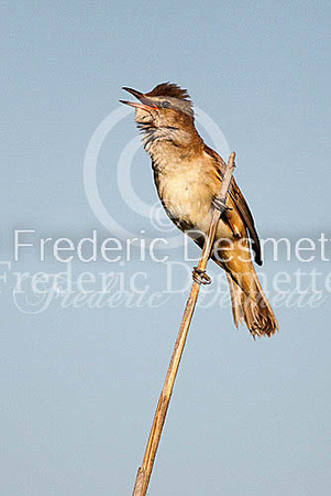 Great reed warbler 1 (Acrocephalus arundinaceus)