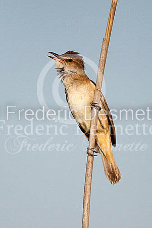 Great reed warbler 3 (Acrocephalus arundinaceus)