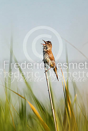 Great reed warbler 4 (Acrocephalus arundinaceus)