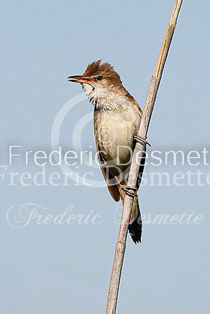 Great reed warbler 6 (Acrocephalus arundinaceus)