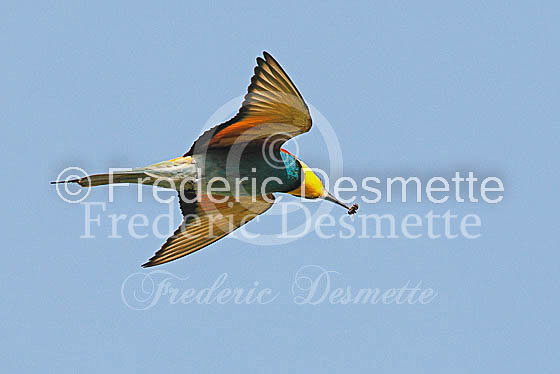 Bee-eater 2 (Merops apiaster)