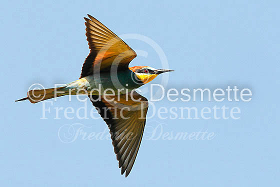 Bee-eater 12 (Merops apiaster)