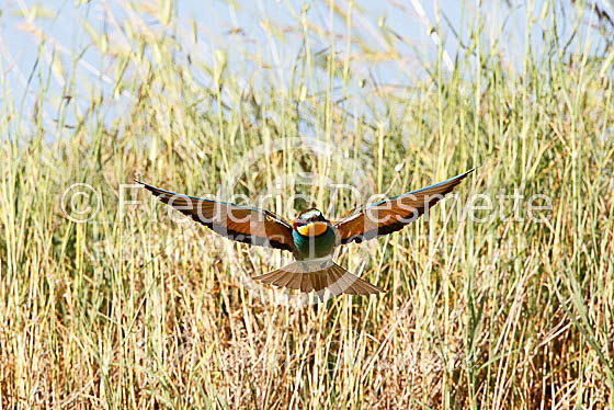 Bee-eater 10 (Merops apiaster)