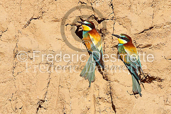 Bee-eater 35 (Merops apiaster)
