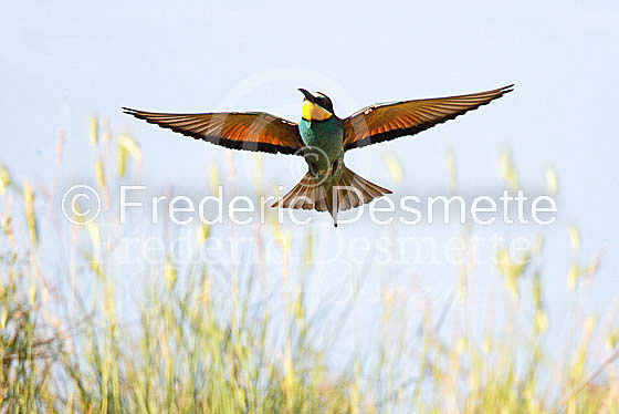 Bee-eater 9 (Merops apiaster)