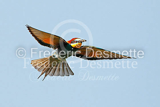 Bee-eater 1 (Merops apiaster)