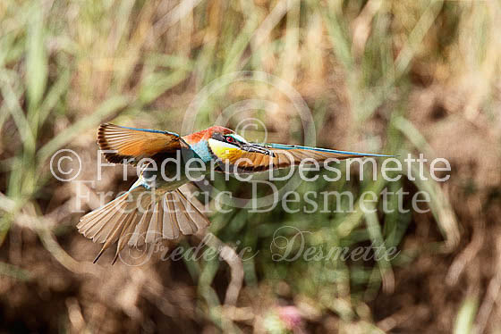 Bee-eater 8 (Merops apiaster)