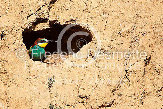 Bee-eater 13 (Merops apiaster)