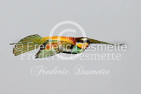 Bee-eater 7 (Merops apiaster)