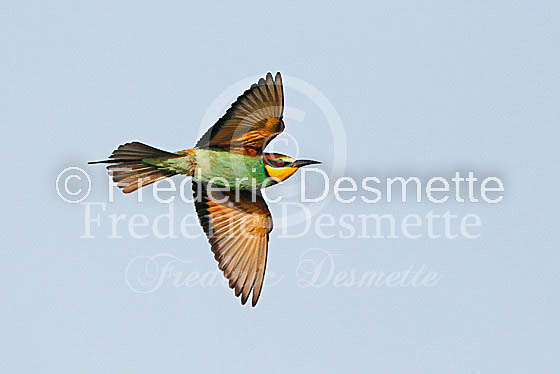 Bee-eater 39 (Merops apiaster)