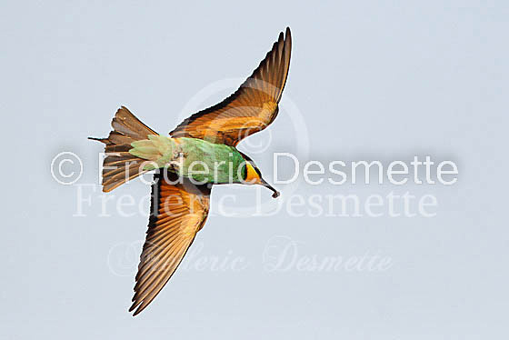 Bee-eater 5 (Merops apiaster)