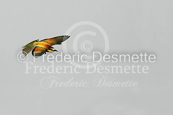 Bee-eater 11 (Merops apiaster)