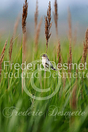 Paddyfield warbler 2 (Acrocephalus agricola)