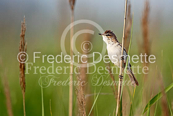 Paddyfield warbler 3 (Acrocephalus agricola)