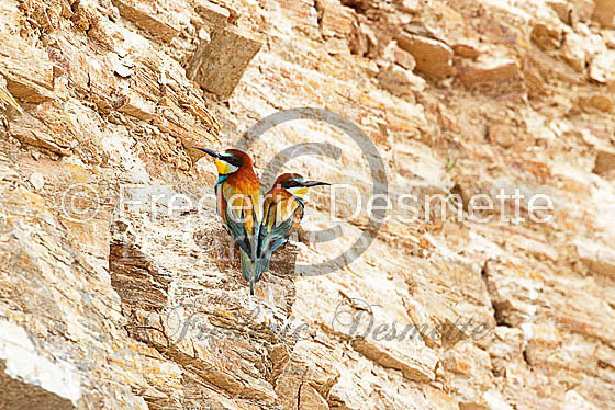 Bee-eater 36 (Merops apiaster)