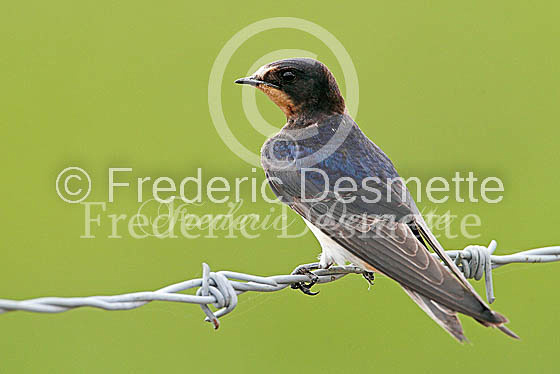 Swallow (Hirundo rustica) -29