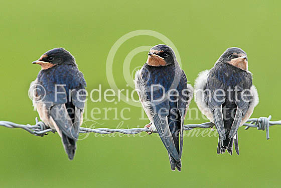 Swallow (Hirundo rustica) -30