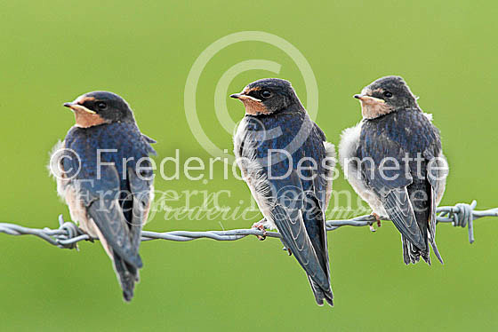 Swallow (Hirundo rustica) -31