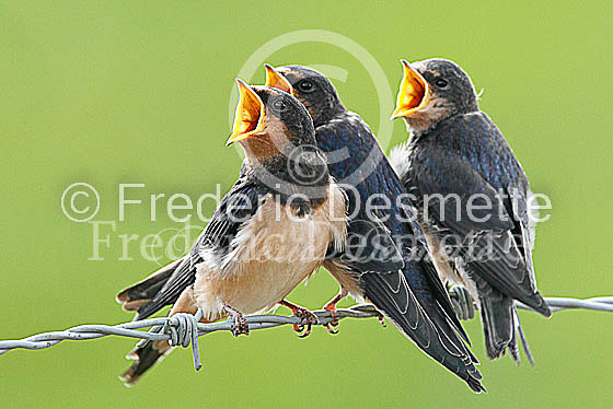 Swallow (Hirundo rustica) -33