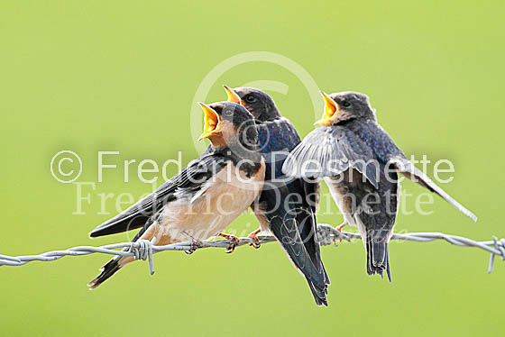 Swallow (Hirundo rustica) -35