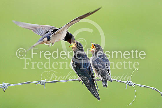 Swallow (Hirundo rustica) -36
