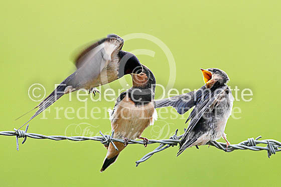 Swallow (Hirundo rustica) -37