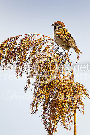 Tree sparrow 25 (Passer montanus)
