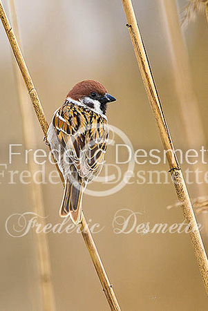 Tree sparrow 28 (Passer montanus)