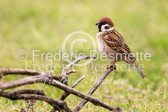 Tree sparrow 22 (Passer montanus)
